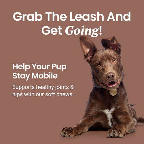 Description of natural ingredients for dog relaxation and anxiety reduction: melatonin, ashwagandha root powder, theanine.