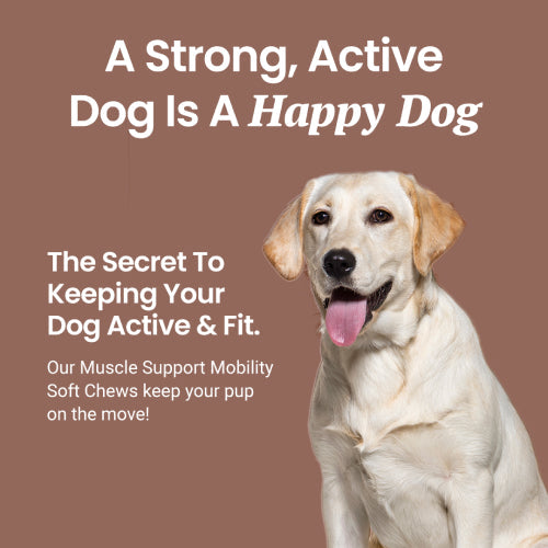 Muscle Support Soft Chews for Dogs - HolistaPet