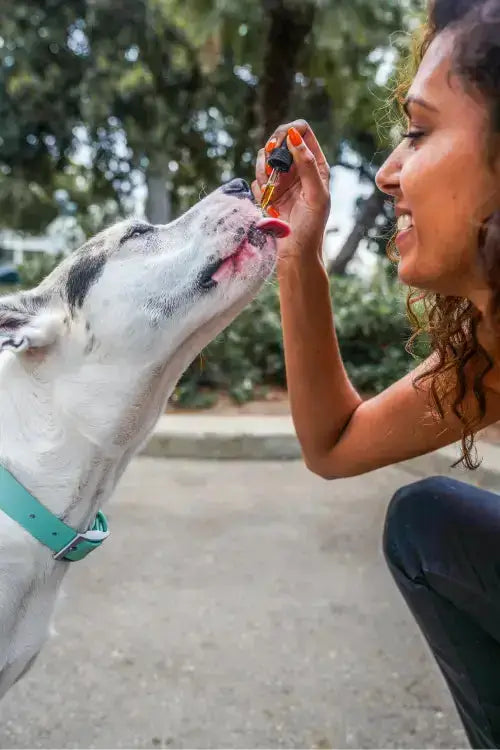 giving dog cbd oil