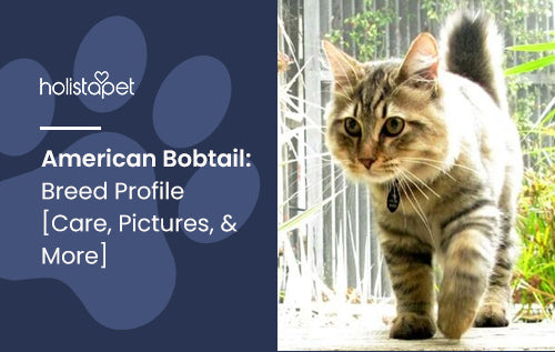 American Bobtail: Breed Profile [Care, Pictures, & More]