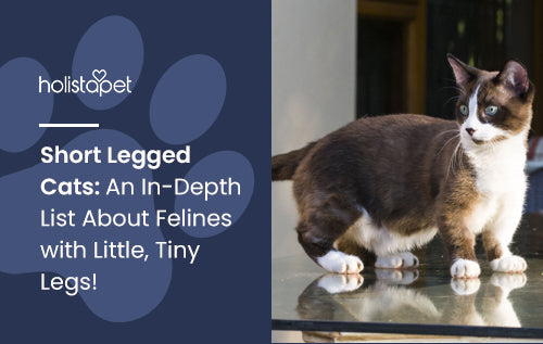 Short Legged Cats: An In-Depth List About Felines with Little, Tiny Legs!