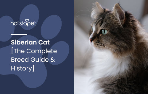 Siberian Cat [The Complete Breed Guide & History]
