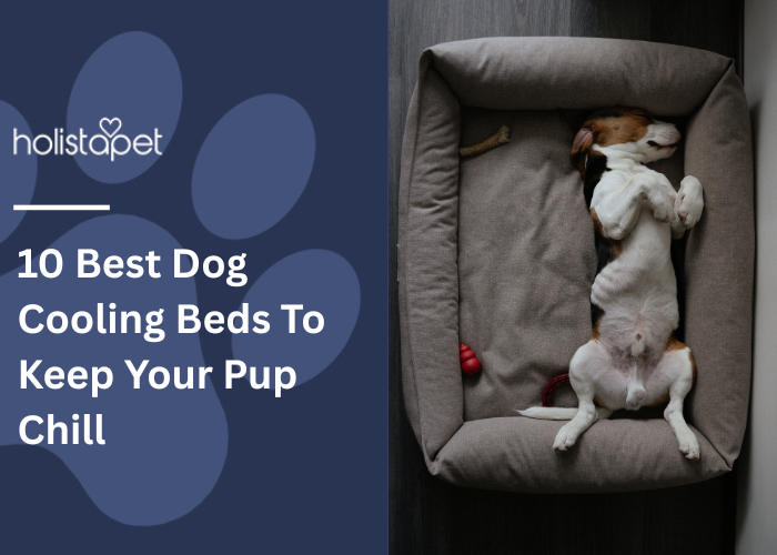 Dog Cooling Beds To Keep Your Pup Chill Featured Image by Holistapet