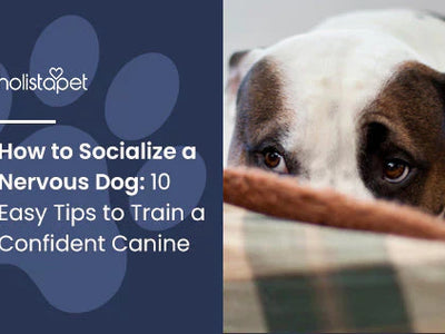 How to Socialize a Nervous Dog: 10 Easy Tips to Train a Confident Canine
