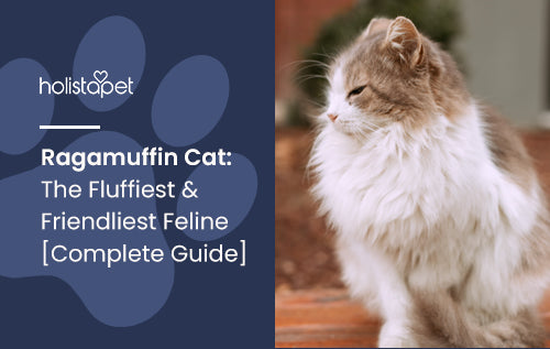 Ragamuffin Cat: The Fluffiest & Friendliest Feline [Complete Guide]