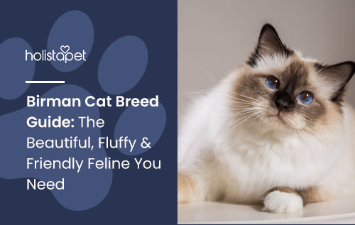 Birman Cat Breed Guide: The Beautiful, Fluffy & Friendly Feline You Need