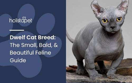 Dwelf Cat Breed: The Small, Bald, & Beautiful Feline Guide