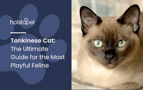 Tonkinese Cat: The Ultimate Guide for the Most Playful Feline