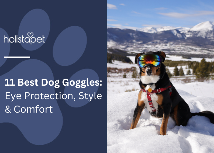 11 Best Dog Goggles  Featured blog images by Holistapet.a dog sitting in the snow wearing reflective goggles and a red harness, symbolizing protective pet gear with style