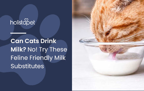 Can Cats Drink Milk? No! Try These Feline Friendly Milk Substitutes