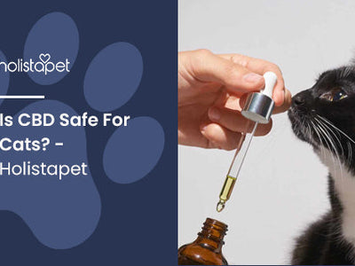Is CBD Safe For Cats? - Holistapet