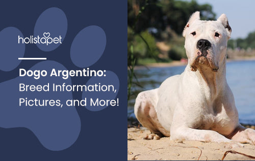 Dogo Argentino: Breed Information, Pictures, and More!