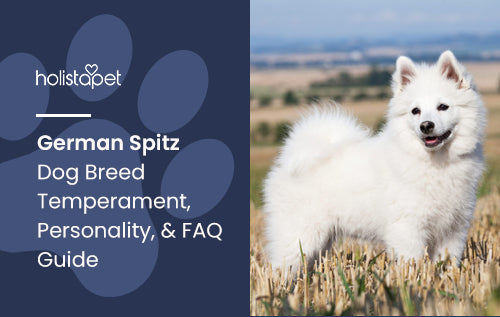 German Spitz Dog Breed Temperament, Personality, & FAQ Guide