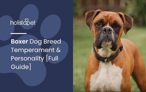 Boxer Dog Breed Temperament & Personality [Full Guide]