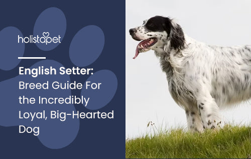 English Setter: Breed Guide For the Incredibly Loyal, Big-Hearted Dog