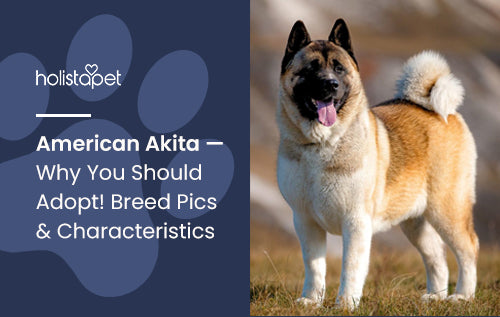 American Akita — Why You Should Adopt! Breed Pics & Characteristics
