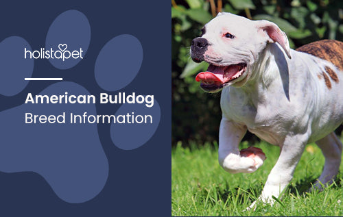 American Bulldog Breed Information