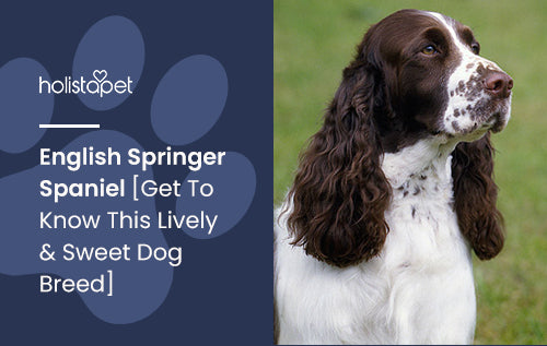 English Springer Spaniel [Get To Know This Lively & Sweet Dog Breed]