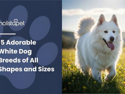 15 Adorable White Dog Breeds of All Shapes and Sizes