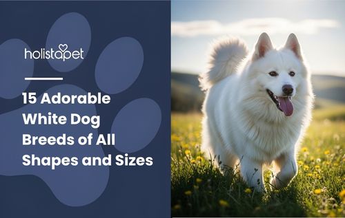 A fluffy white dog with its tongue out running through a sunny field of yellow flowers, showcasing an adorable white dog