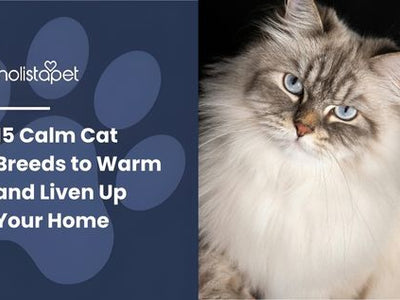 15 Calm Cat Breeds to Warm and Liven Up Your Home