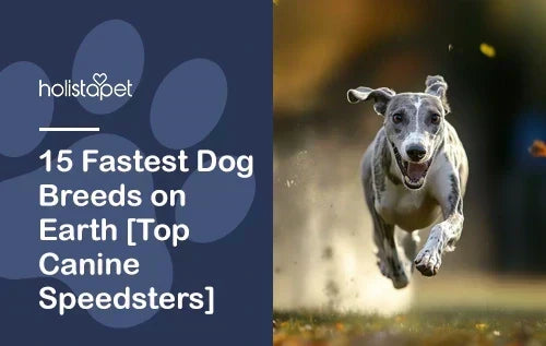 HolistaPet blog header "15 Fastest Dog Breeds on Earth" with a grey whippet running across grass.