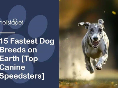 15 Fastest Dog Breeds on Earth [Top Canine Speedsters]