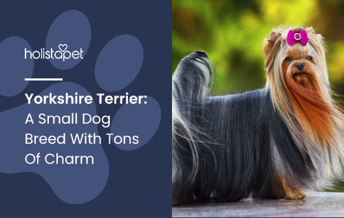 Yorkshire Terrier: A Small Dog Breed With Tons Of Charm