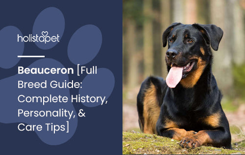 Beauceron [Full Breed Guide: Complete History, Personality, & Care Tips]