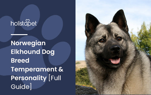Norwegian Elkhound Dog Breed Temperament & Personality [Full Guide]