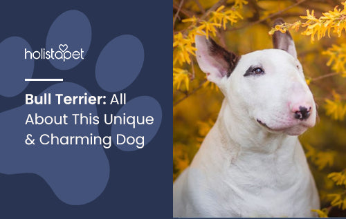 Bull Terrier: All About This Unique & Charming Dog