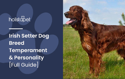 Irish Setter Dog Breed Temperament & Personality [Full Guide]