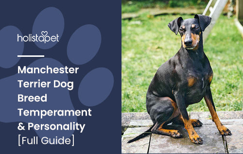Manchester Terrier Dog Breed Temperament & Personality [Full Guide]