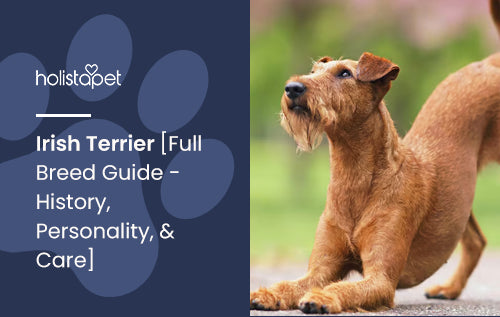 Irish Terrier [Full Breed Guide - History, Personality, & Care]