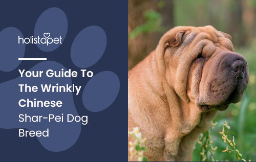 Your Guide To The Wrinkly Chinese Shar-Pei Dog Breed