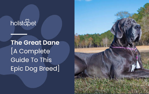 The Great Dane [A Complete Guide To This Epic Dog Breed]