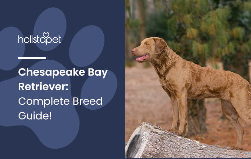 Chesapeake Bay Retriever: Complete Breed Guide!
