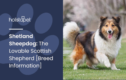 Shetland Sheepdog: The Lovable Scottish Shepherd [Breed Information]