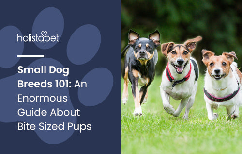 Small Dog Breeds 101: An Enormous Guide About Bite Sized Pups