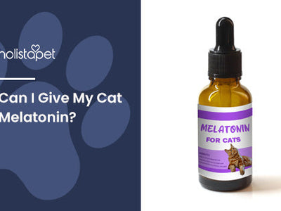 Can I Give My Cat Melatonin? [The Answer Might Surprise You]
