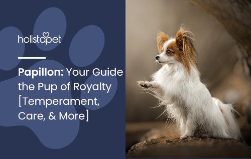 Papillon: Your Guide the Pup of Royalty [Temperament, Care, & More]