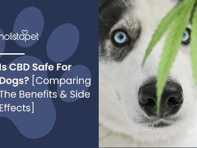 Is CBD Safe For Dogs? [Comparing The Benefits & Side Effects]
