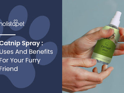 Catnip Spray : Uses And Benefits For Your Furry Friend