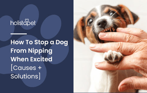 How To Stop a Dog From Nipping When Excited [Causes + Solutions]