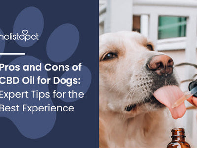 Pros and Cons of CBD Oil for Dogs: Expert Tips for the Best Experience