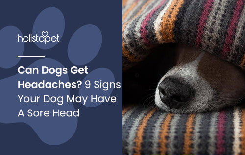Can Dogs Get Headaches? 9 Signs Your Dog May Have A Sore Head