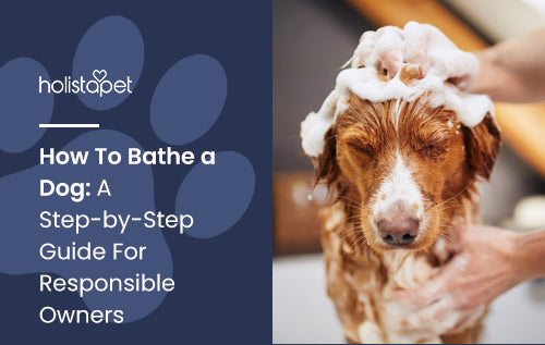 How To Bathe a Dog: A Step-by-Step Guide For Responsible Owners