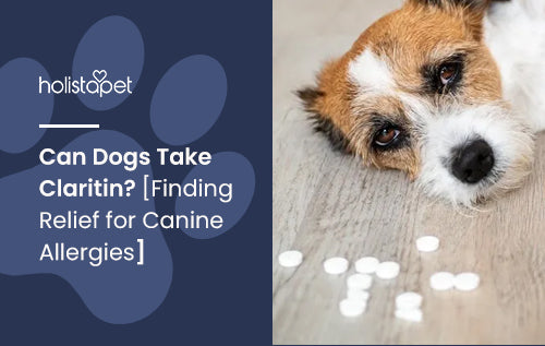 Can Dogs Take Claritin? [Finding Relief for Canine Allergies]