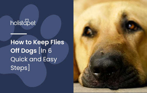 How to Keep Flies Off Dogs [In 6 Quick and Easy Steps]