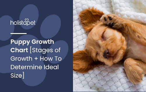 Puppy Growth Chart [Stages of Growth + How To Determine Ideal Size]